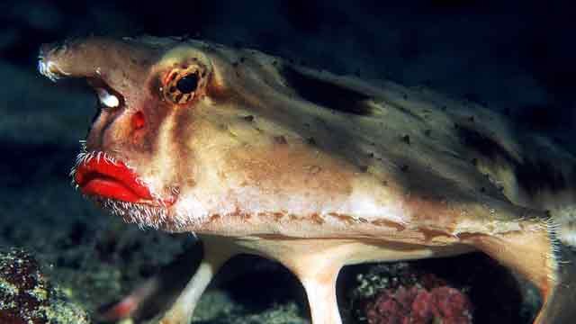 Red-lipped-Batfish